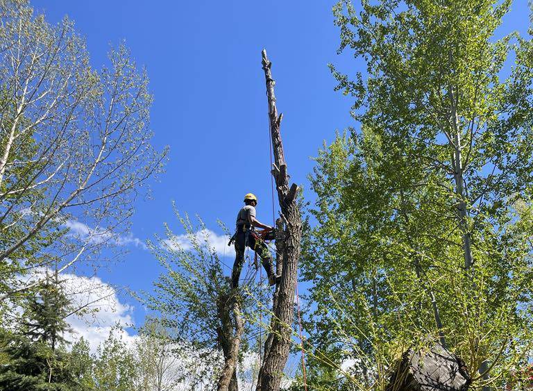 Jackson Tree Removal: What Homeowners Need to Know This Season