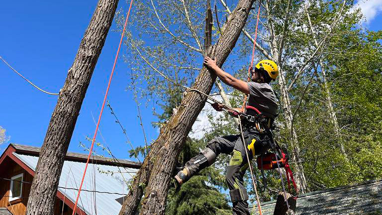 5 Signs Your Tree Is a Safety Hazard in the Tetons